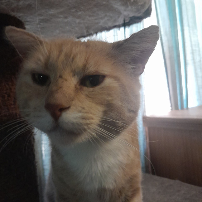 Photo of Lord Ludwig Smoochybutt