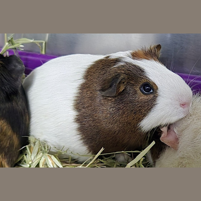 Photo of Gomez (Bonded With Batty And Dexter)