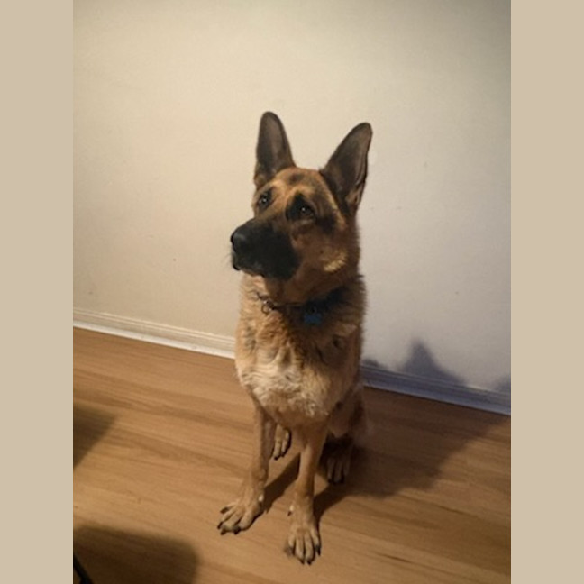 Photo of Augie   6 Year Old German Shepherd