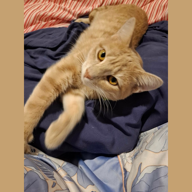 Photo of Chili 🌶️