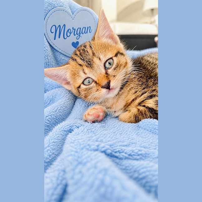 Photo of Morgan
