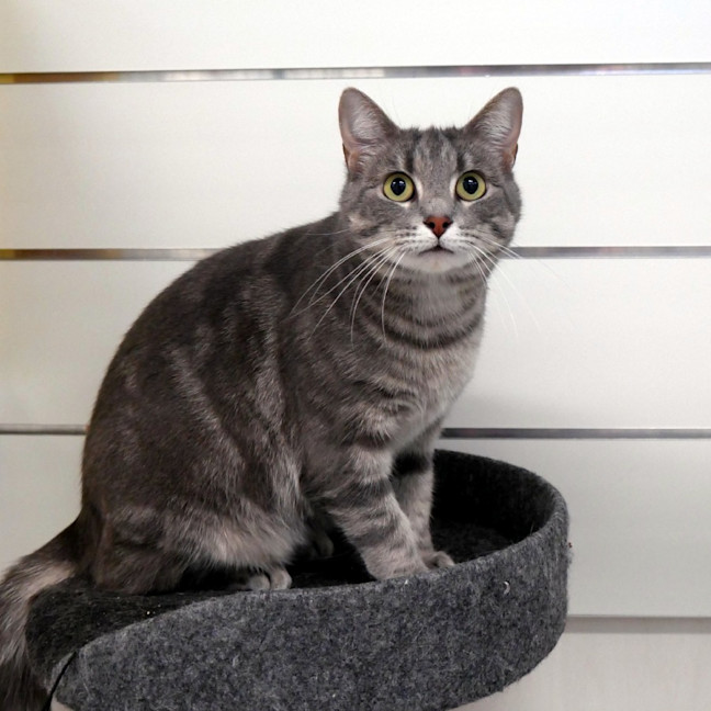 Photo of Rasp Berry Sta014095