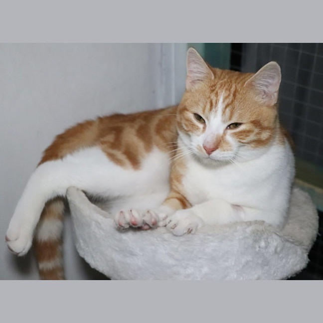 Photo of Tommee Available At Pet Quarters Glendale