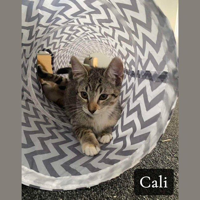 Photo of Cali