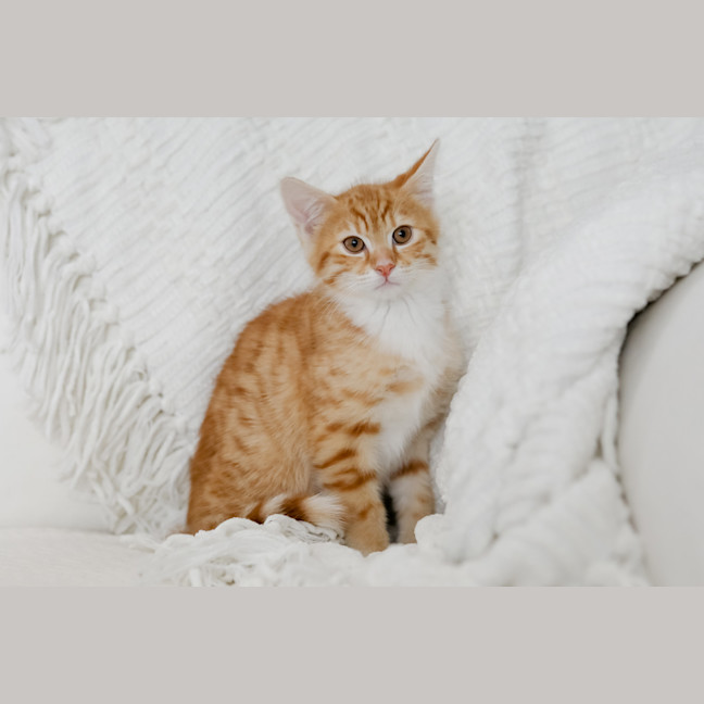 Photo of Dex