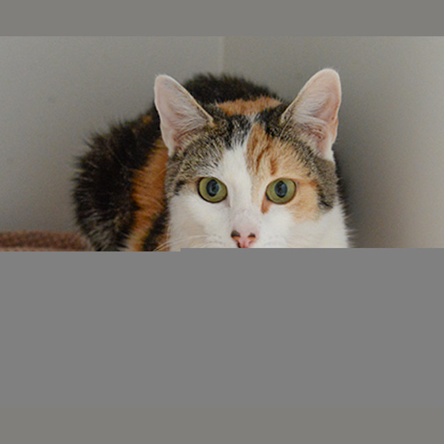 Photo of Daisy
