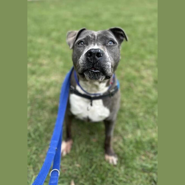 Photo of Koda