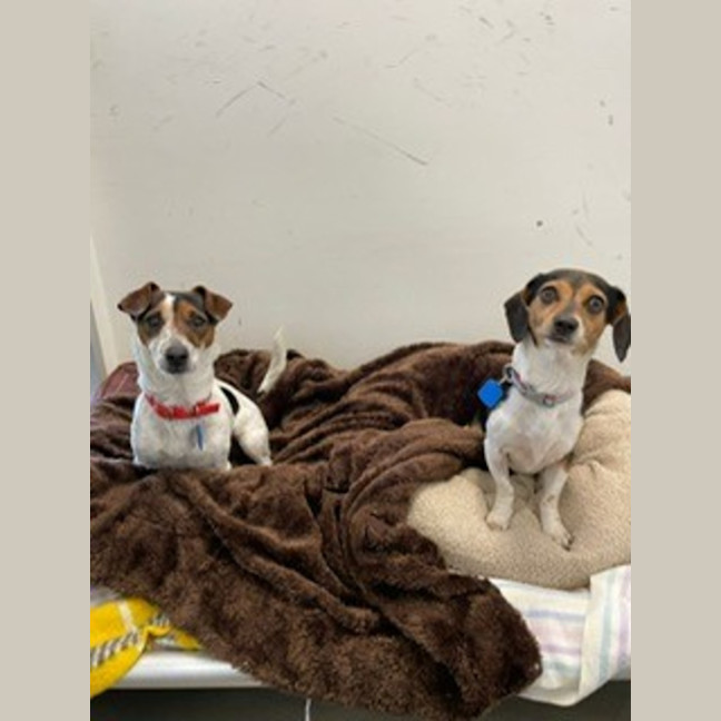 Photo of Baxter And Missy