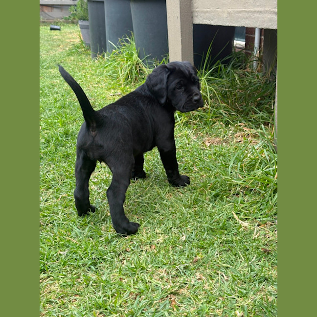 Photo of Sadies Litter