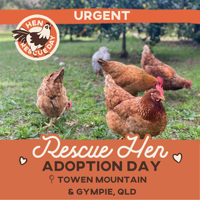 Photo of Adoption Day | Rescue Hens | Qld