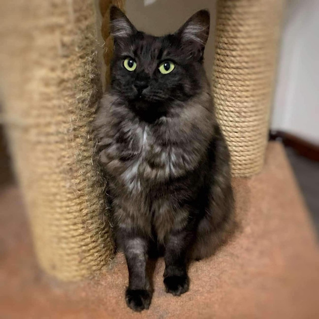 Photo of 11518   Moonie