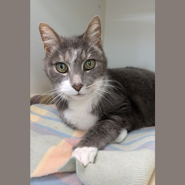 Photo of Smokey