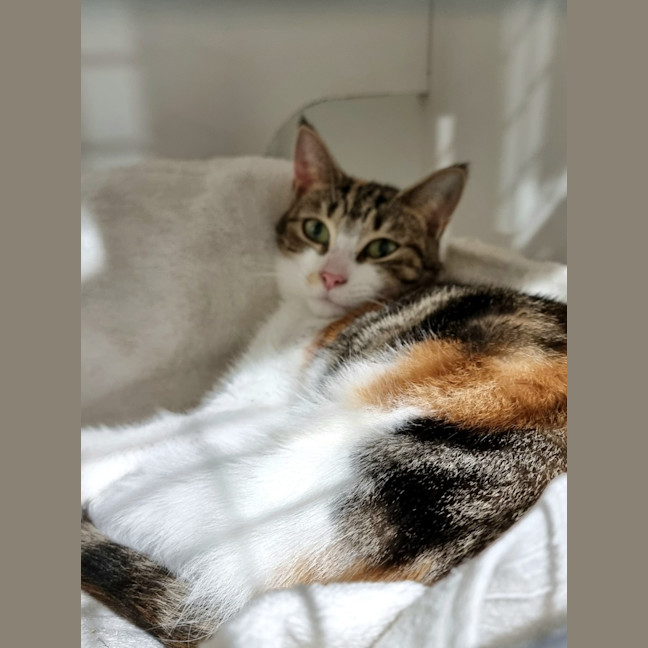 Photo of Fabiola (Bonded With Maxine) 