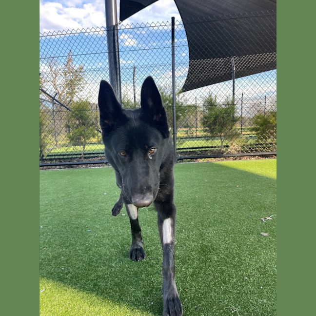 Photo of Rhaenyras Imp 1411