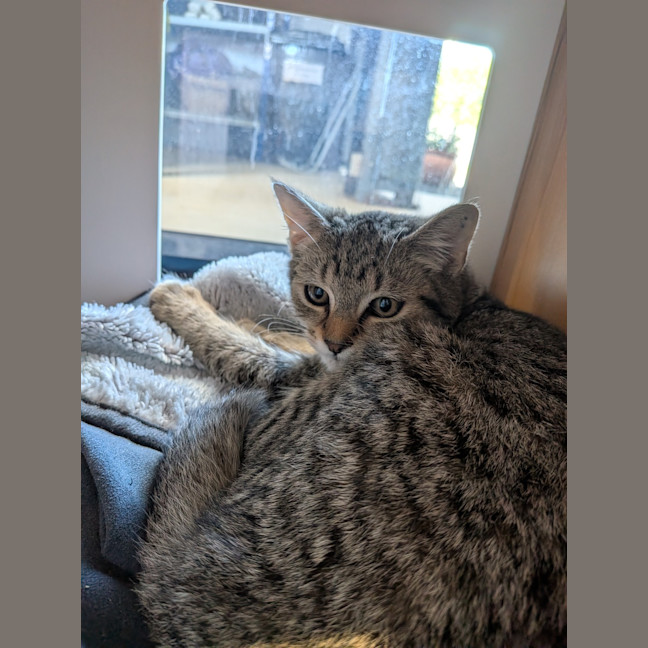 Photo of Chillie