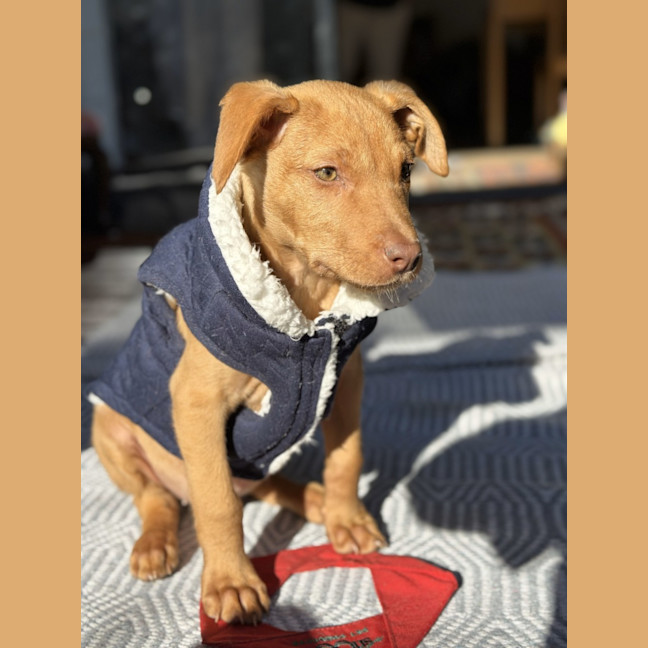Photo of Loki