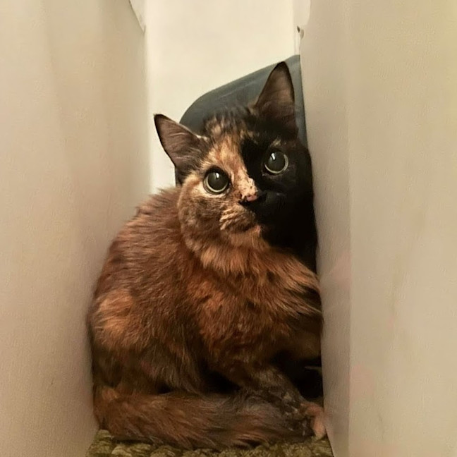 Photo of Savanna