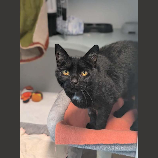 Photo of Ebony
