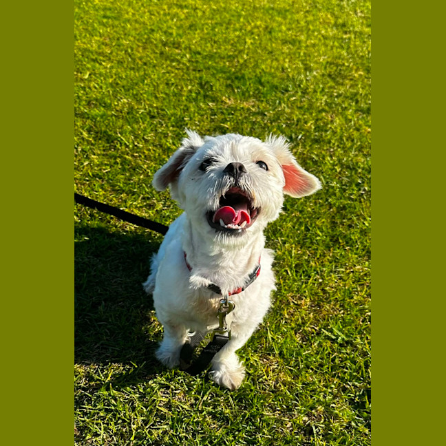 Photo of Gremlin