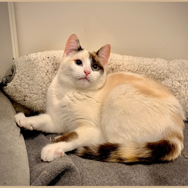 Photo of Momo