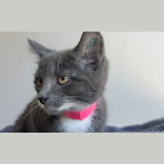 Photo of Celsia