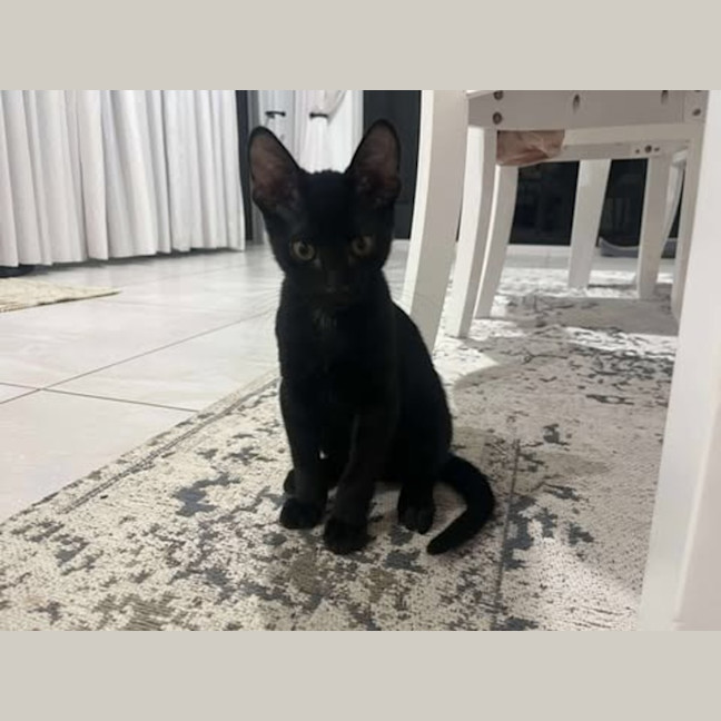 Photo of Toothless