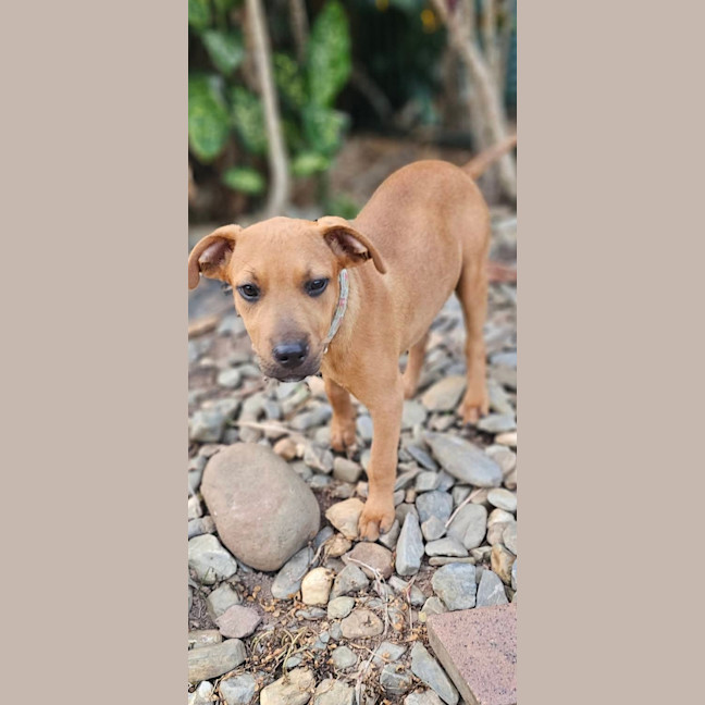 Photo of Taz