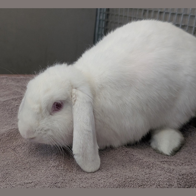 Photo of Bitzy