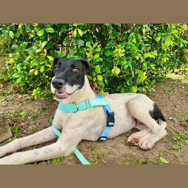 Photo of Nala