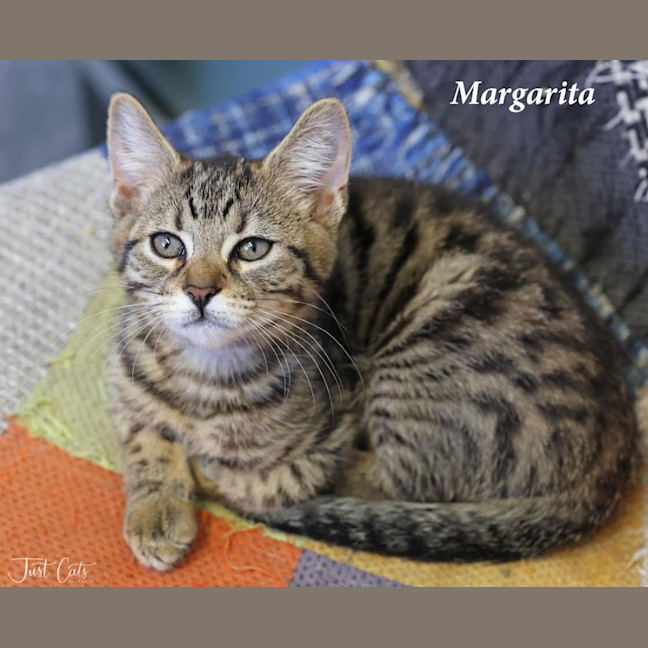 Photo of Margarita   Petstock Invermay