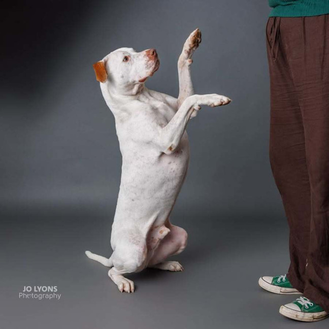 Photo of Chief   3 Year Old Staffy