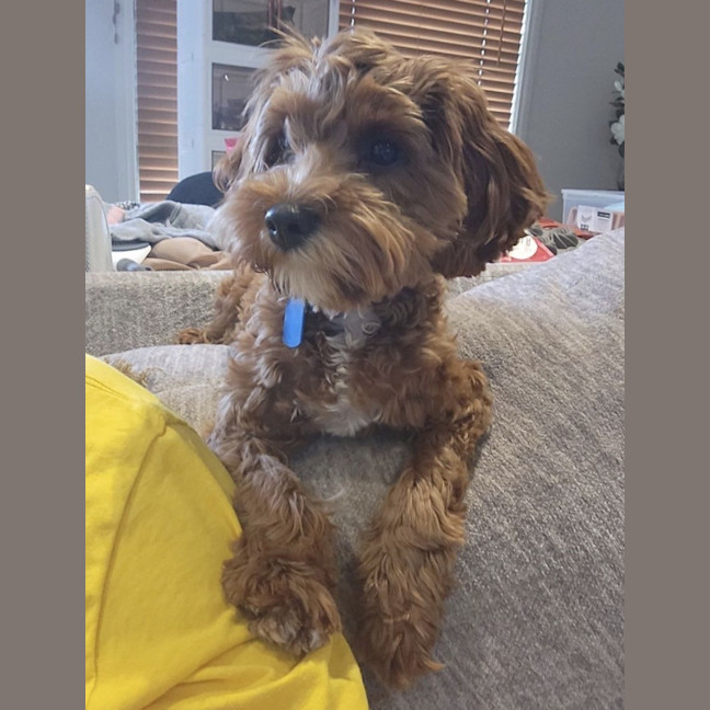 Photo of Lucy