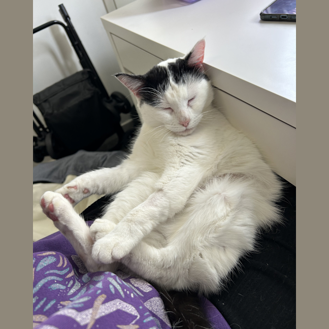 Photo of Lilly