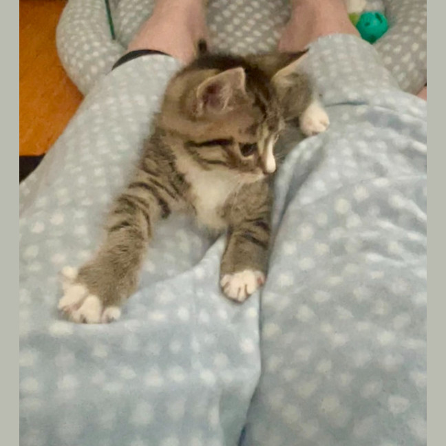 Photo of Camp Chair (Cc)