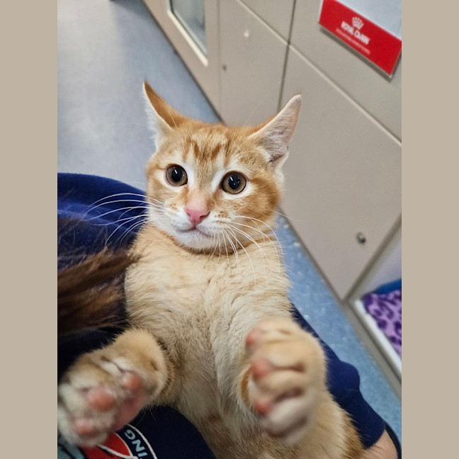 Photo of Marmalade 