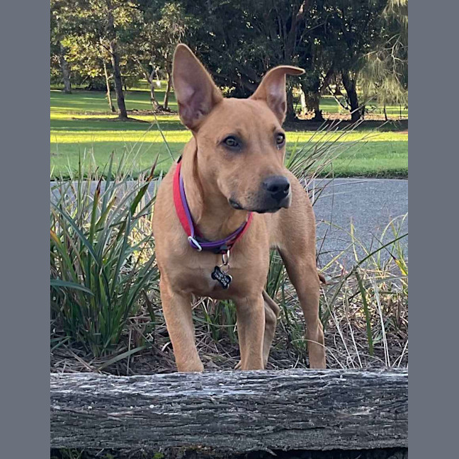 Photo of Buddy