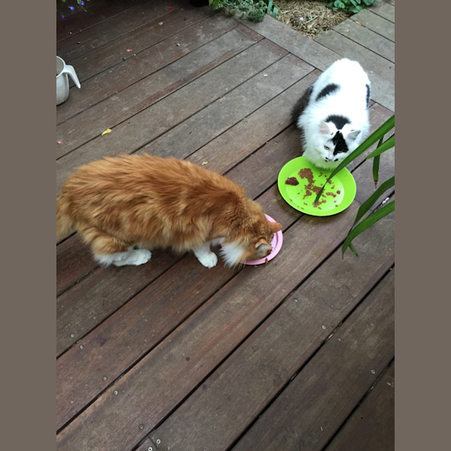 Photo of $100 Mama Z