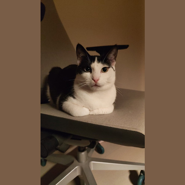 Photo of Kai