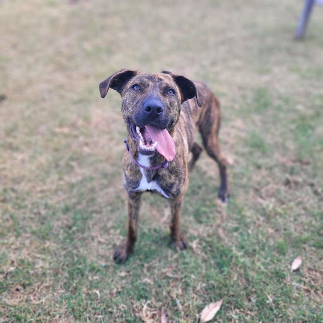 Photo of Tiger