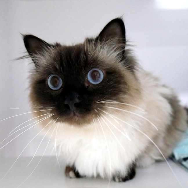 Photo of Yumos Sua014102