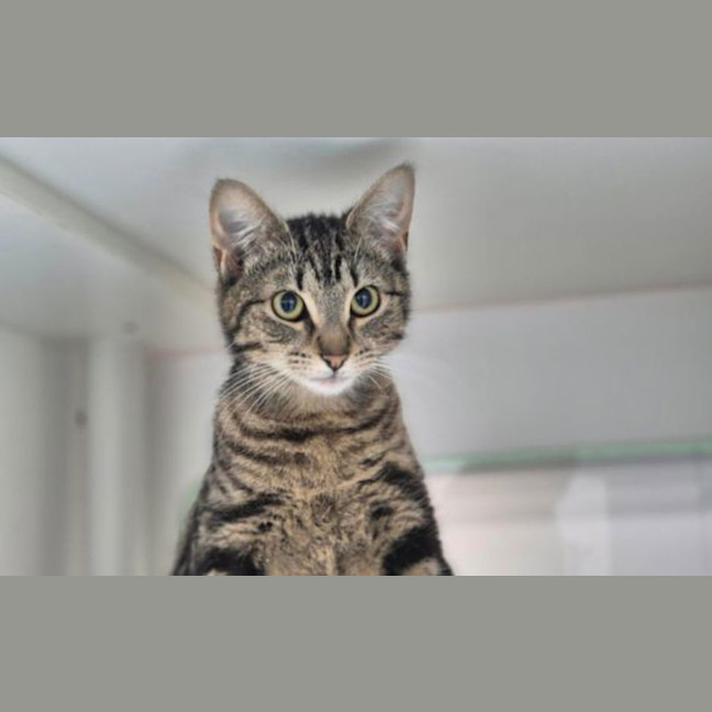 Photo of Nyx