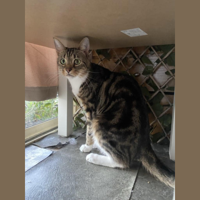 Photo of Wally 😻 Barn Farm Cat