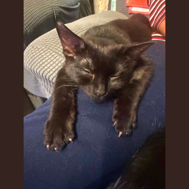Photo of Midnight 