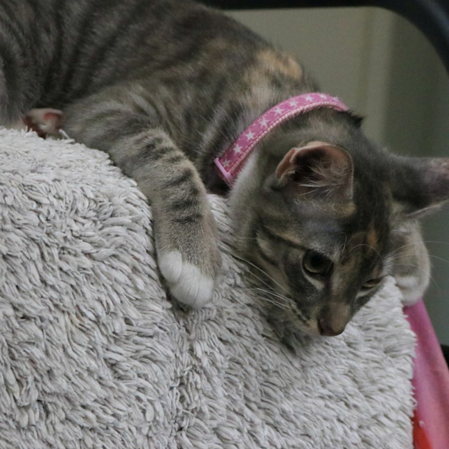 Photo of Socks