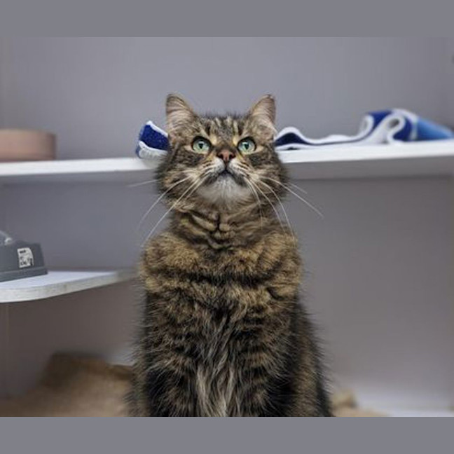 Photo of Amigo