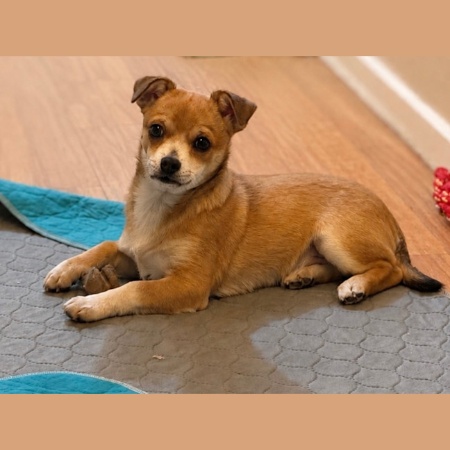 Photo of Raff