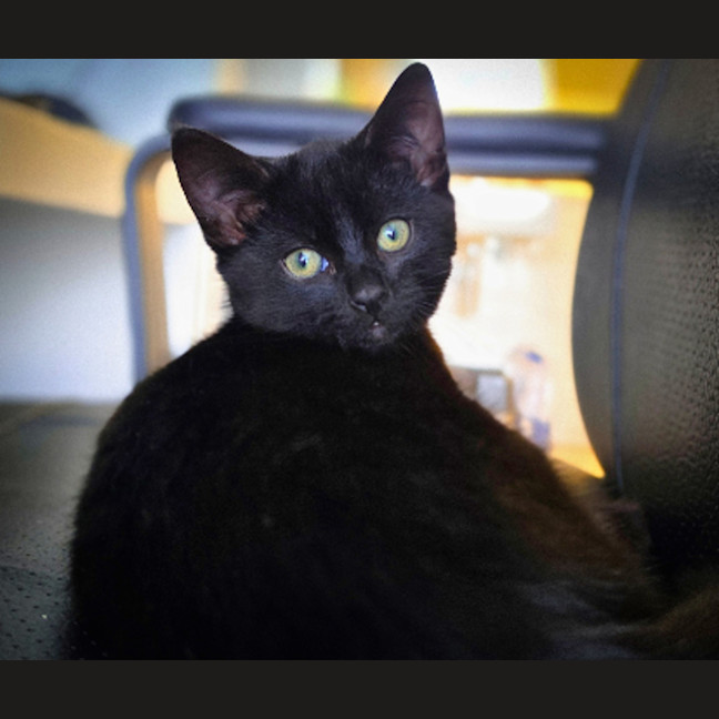 Photo of Pookie