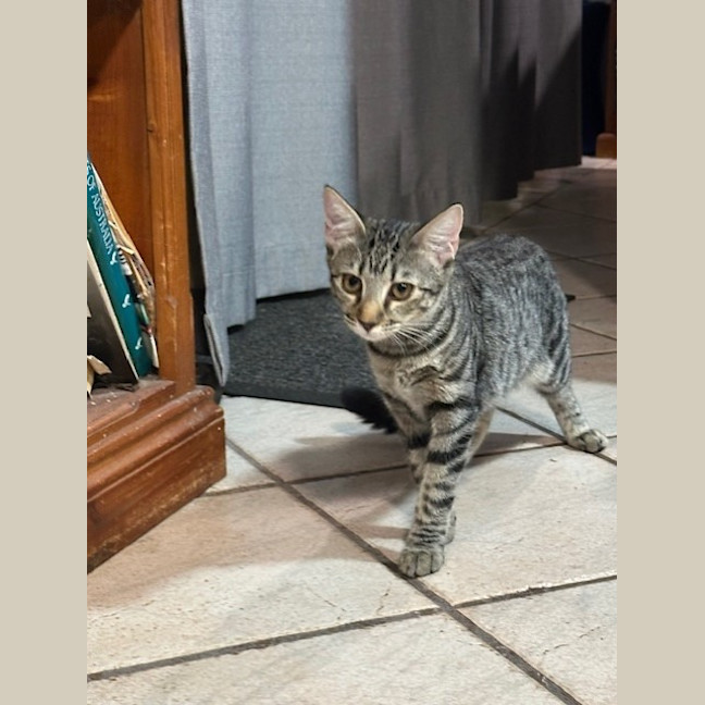 Photo of Smudge