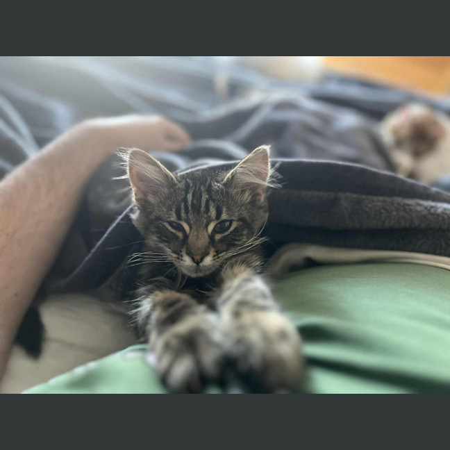 Photo of Spade   In Foster Care In Greensborough