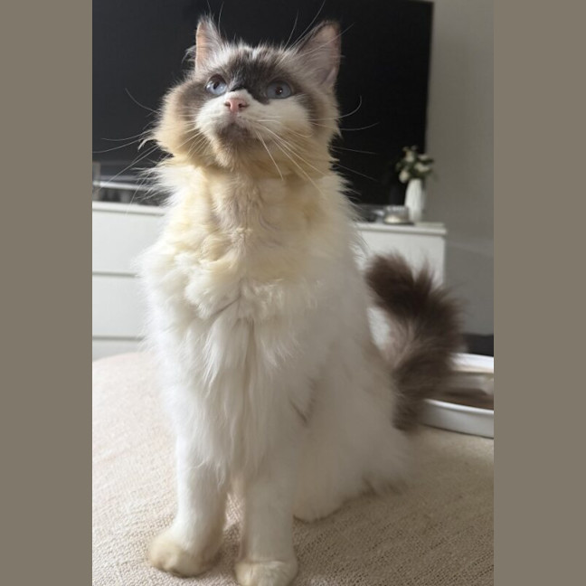 Photo of Sushi